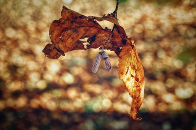 Close-up of dried autumn leaves
