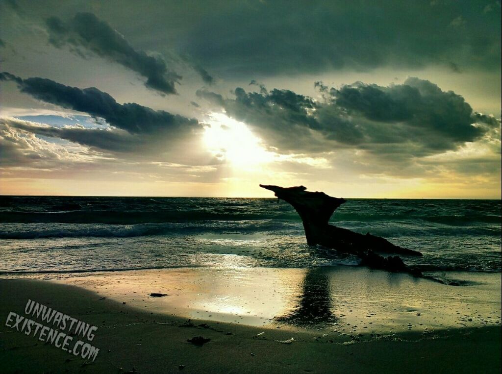 sea, horizon over water, beach, sunset, sky, water, shore, one animal, animal themes, cloud - sky, scenics, sun, beauty in nature, silhouette, tranquil scene, wave, tranquility, nature, cloud, idyllic