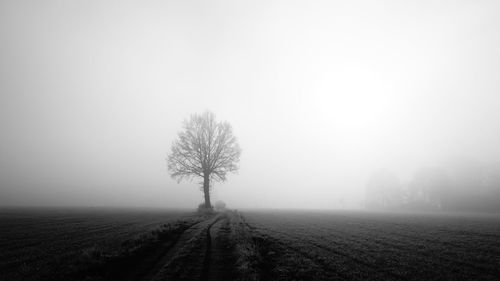 Scenic view of agricultural field against sky during foggy weather