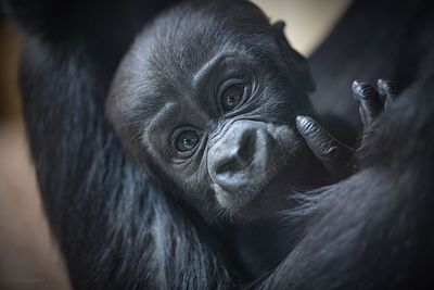 Close-up portrait of black labrador in zoo