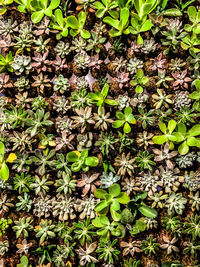 High angle view of flowering plants on field