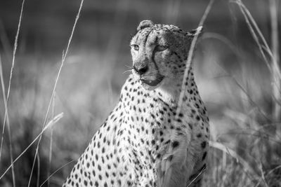 Close-up of cheetah relaxing in forest