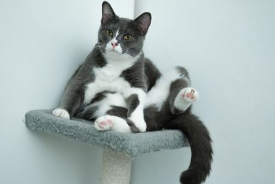 Portrait of black cat relaxing against wall