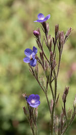 Close-up of purple flowering plant