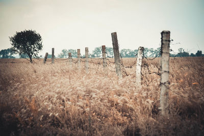 Scenic view of field against clear sky