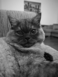 Close-up portrait of a cat