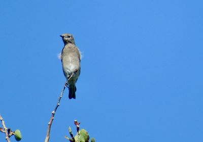Low angle view of bird perching on tree against sky