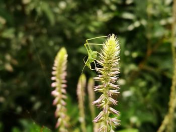 Close-up of plant