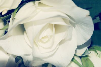 Close-up of white flowers