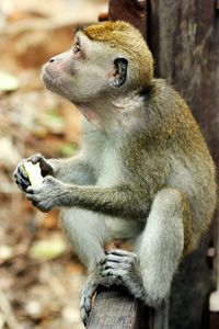 Close-up of monkey sitting on a tree