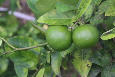 Close-up of fruits growing on tree