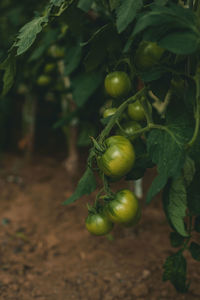 Close-up of tomatoes growing on plant in field