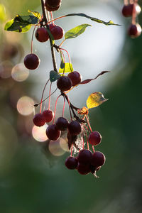 fruit