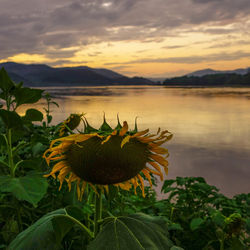 Cactus growing on lake against sky during sunset