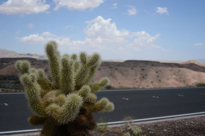 Close-up of cactus plant against sky