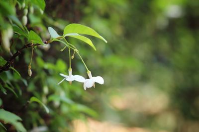 Close-up of white flowering plant