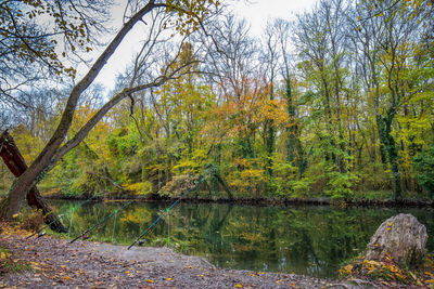 Trees by lake in forest during autumn