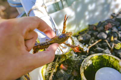 Cropped image of person holding lobster