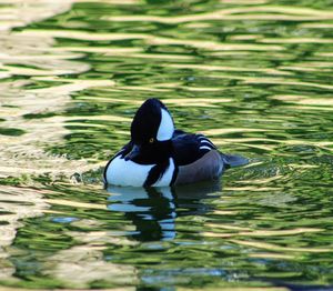 Rear view of a duck swimming in lake