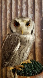 Portrait of owl perching on tree