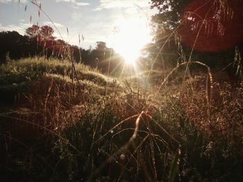 Plants growing on field against bright sun