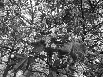 Low angle view of trees