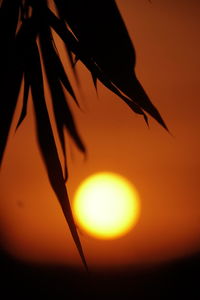 Close-up of silhouette plant against orange sky