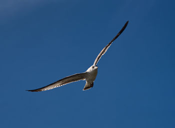 Low angle view of seagull flying against clear blue sky