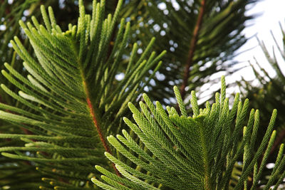 Close-up of palm tree leaves