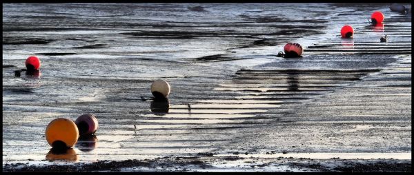 View of ducks swimming in sea