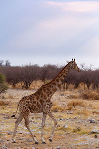 Giraffe standing on field against sky