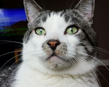 Close-up portrait of a cat