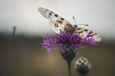 Close-up of butterfly pollinating on purple flower