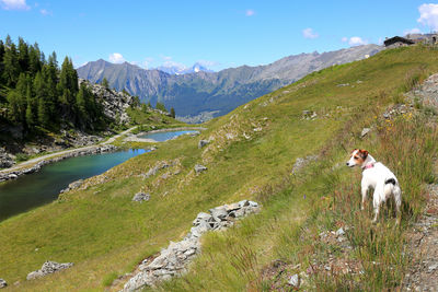 Panoramic view of dog on mountain against sky