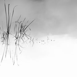 Close-up of flying against sky