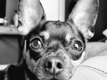 Close-up portrait of a dog at home