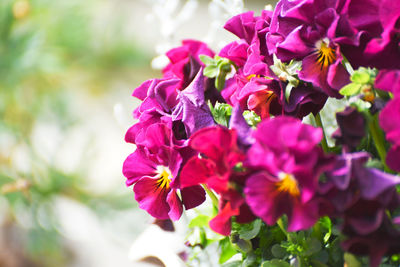 Close-up of pink flowers blooming outdoors