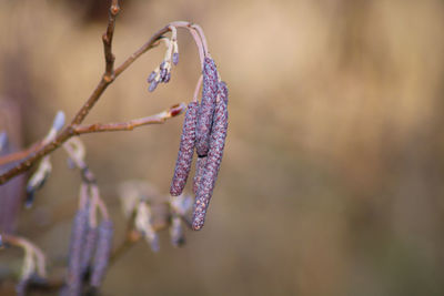 Close-up of purple flowering plant