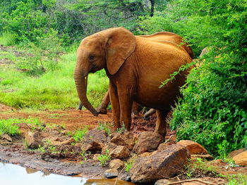 Elephant standing in a forest