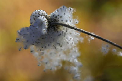 Close-up of white flower