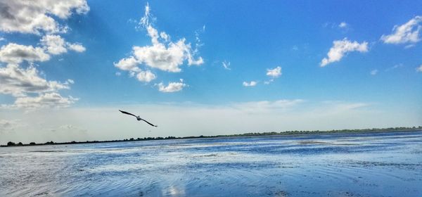 Bird flying over sea against sky