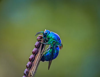 Close-up of insect on plant