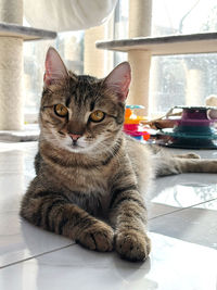 pet