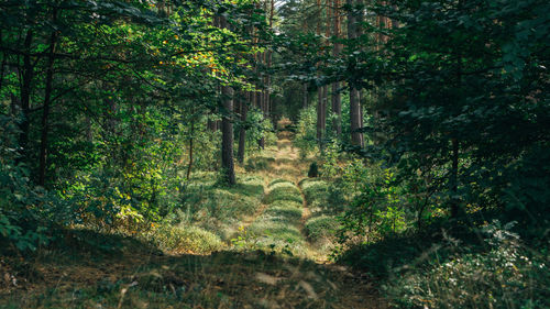 Trees in forest