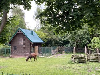 View of a horse in a field