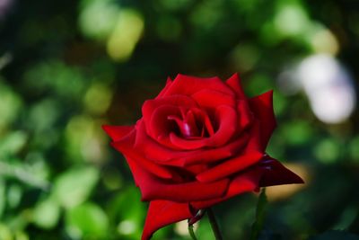 Close-up of red rose