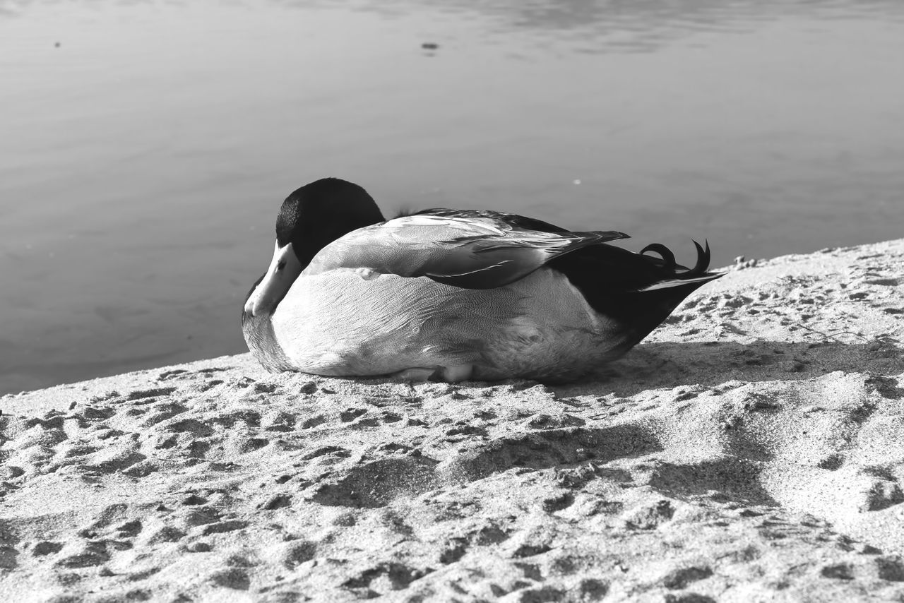 animal themes, animals in the wild, water, one animal, bird, wildlife, lake, nature, rock - object, swimming, waterfront, rippled, outdoors, day, reflection, two animals, duck, no people, side view, water bird