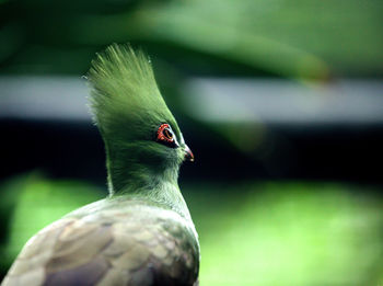 Close-up of bird