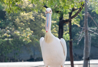 Close-up of bird perching on tree