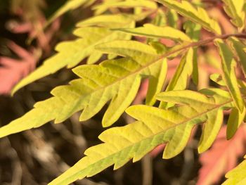 Close-up of plant leaves